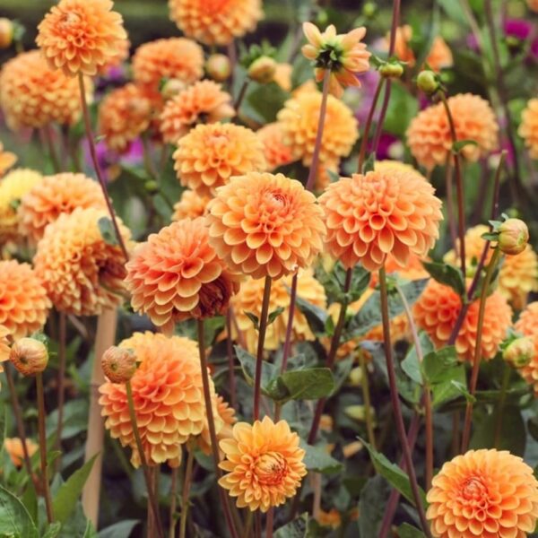 Votaniki Sylvia Dahlia Bulbs - Sturdy Stems and Large Vibrant Blooms, Perennial Sylvia Ball Dahlia Bulbs - Beautiful Flower for Stunning Garden Displays