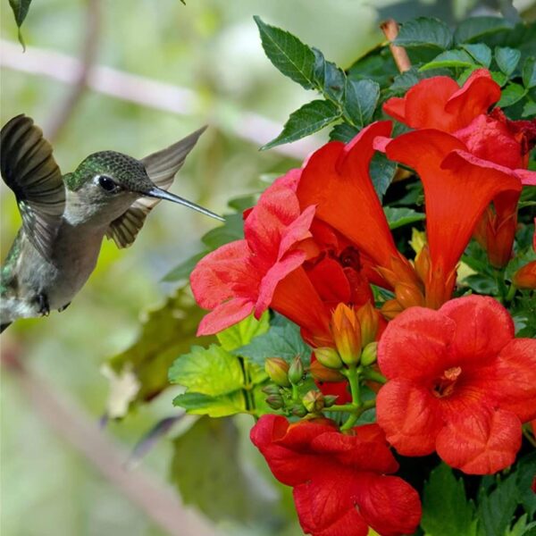 Votaniki Hummingbird Trumpet Vine - Perennial Flower, Quart Pot Root Start - Red Trumpet Flower Vine - Hardy and Drought, Easy to Grow