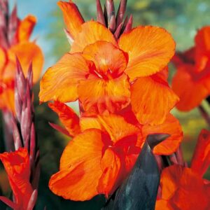 Votaniki Wyoming Canna Lily Bulbs for Planting - Perennial Lily, Long Lasting Bloom | Orange Flowering Canna Lily Bulbs - Easy to Grow, Perfect for Cut