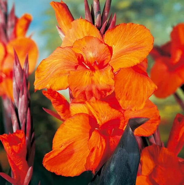 Votaniki Wyoming Canna Lily Bulbs for Planting - Perennial Lily, Long Lasting Bloom | Orange Flowering Canna Lily Bulbs - Easy to Grow, Perfect for Cut