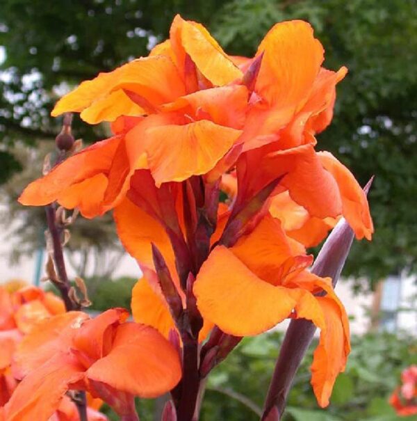 Votaniki Wyoming Canna Lily Bulbs for Planting - Perennial Lily, Long Lasting Bloom | Orange Flowering Canna Lily Bulbs - Easy to Grow, Perfect for Cut