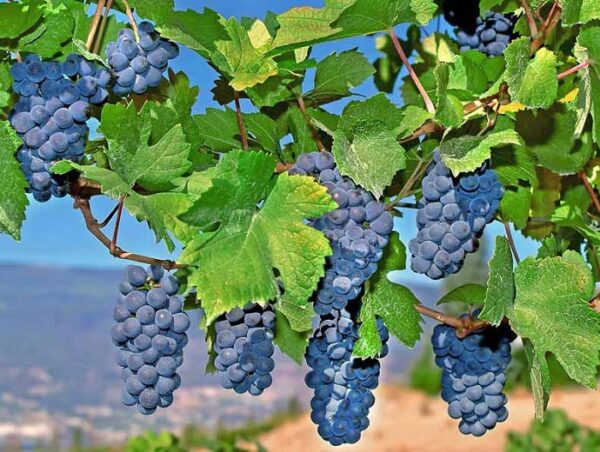 Votaniki Mars Seedless Grape Bare Root - Perennial Grape, Hardy and Long-Lived | Fast-Growing Grape Bare Root for Planting