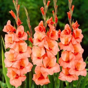 Votaniki Peter Pears Gladiolus Bulbs - Fragrant Blooms, Perennial, Large Flowering Orage Gladiolus Bulbs - Easy to Grow & Low Maintenance