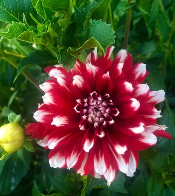 Red Empire Decorative Dahlia Bulbs - Large, Fluffy Blooms for a Stunning Garden Display | Spectacular Color Dahlia Flowering Bulbs for Planting, Easy to Grow and Maintain