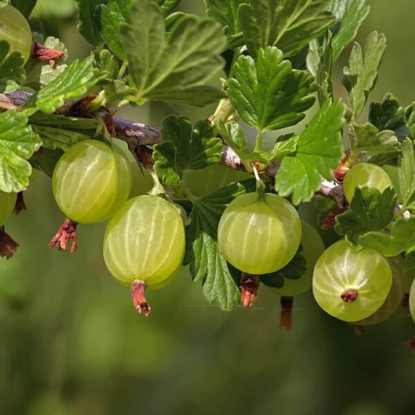 Votaniki Pixwell Gooseberry Bare Root - Perennial Fruit Plant, Gooseberry (Ribes 'Pixwell') Plant | High Yielding, Edible Plant, Easy to Grow