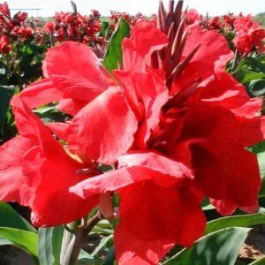 Votaniki Dwarf Canna Scarlet Wave - Perennials, Reblooming & Fragrant Flowers, Canna Bulbs for Planting | Canna Lily, Easy to Grow