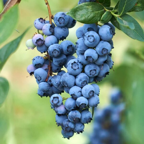 O'Neal Blueberry Bush 1 Gallon Plant 2 Year Old - Perennial, High Yielding, Blueberry Live Plant - Perfect Addition to Fruit Garden - Easy to Grow