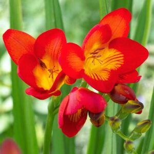 Votaniki Single Red Freesia Bulbs - Fragrant, Long Lasting Blooms - Fast Growing, Perennial Freesia Flowering Bulbs for Planting - Perfect for Garden