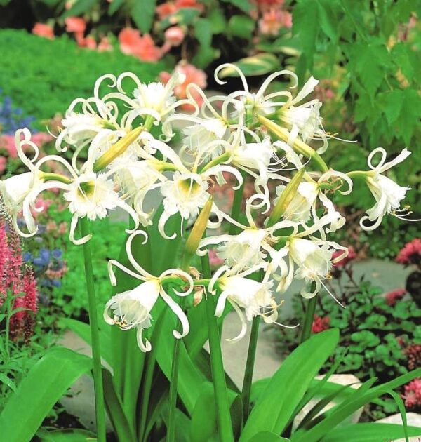 Votaniki Ismene Festalis Flowering Bulbs - Fragrant Peruvian Daffodil Bulbs for Planting | Attracts Hummingbirds and Butterflies, Sweet Fragrance - Easy to Grow Hymenocallis Festalis