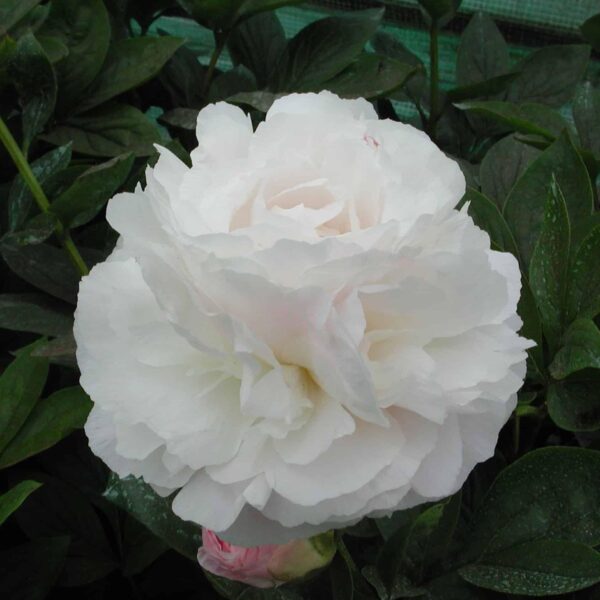 Votaniki Peony Mother’s Choice - Perennials, Fragrant Blooms, Paeonia Lactiflora ‘Mother’s Choice’ (Peony) | Peony Roots for Planting, Easy to Grow