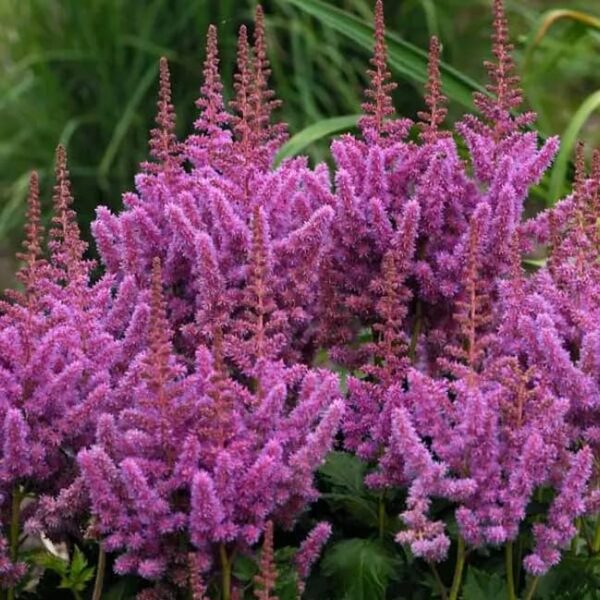 Votaniki Astilbe chinensis ‘Visions’ (Chinese Astilbe) - Perennials, Fragrant Blooms, Astilbe Bare Root for Planting | Summer Flowers, Easy to Grow