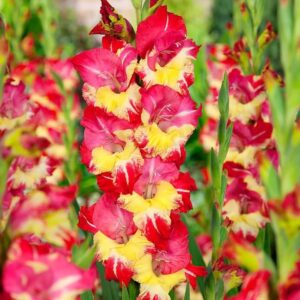 Votaniki Stereo Gladiolus Bulbs - Perennial, Red & Yellow Color Gladiolus 'Stereo' | Summer Flowering Bulbs, Easy to Grow