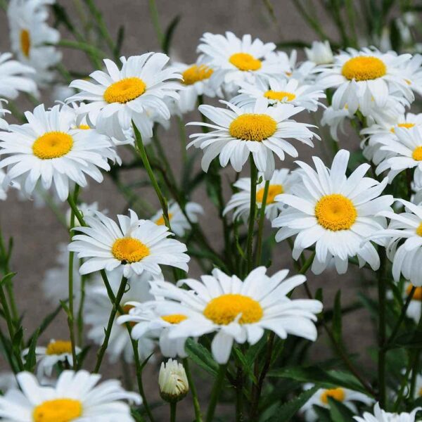 Votaniki Shasta Daisy Bulbs - Herbaceous Perennial, Large & White Flowers, Leucanthemum X Superbum (Shasta Daisy) | Summer Flowers, Easy to Grow