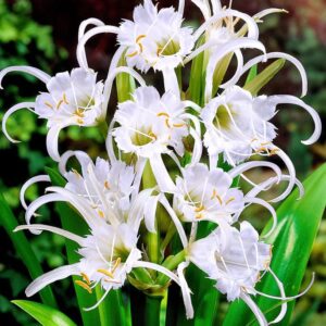 Votaniki Ismene Festalis Flowering Bulbs - Fragrant Peruvian Daffodil Bulbs for Planting | Attracts Hummingbirds and Butterflies, Sweet Fragrance - Easy to Grow Hymenocallis Festalis