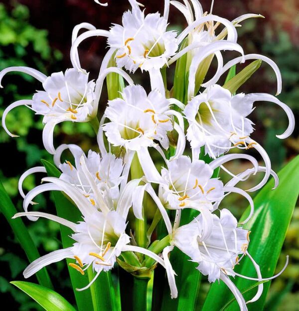 Votaniki Ismene Festalis Flowering Bulbs - Fragrant Peruvian Daffodil Bulbs for Planting | Attracts Hummingbirds and Butterflies, Sweet Fragrance - Easy to Grow Hymenocallis Festalis