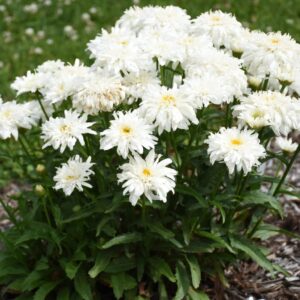 Votaniki 'Marshmallow' Shasta Daisy (Leucanthemum) - Perennials, White Shasta Daisy Plants 2 Inch Pot | Summer Flowers, Easy to Grow & Low Maintenance