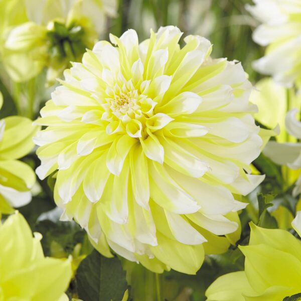 Votaniki Dahlia Decorative 'Hollyhill Lemon Ice' - Perennials, Spectacular Blooms, Dahlia Tubers for Planting | Summer Flowers, Easy to Grow