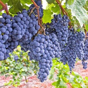 Votaniki Mars Seedless Grape Bare Root - Perennial Grape, Hardy and Long-Lived | Fast-Growing Grape Bare Root for Planting