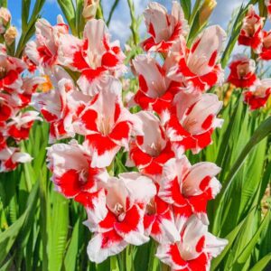 Votaniki Japonica Gladiolus Bulbs - Perennial Flowering Plant, White with Red Color Gladiolus Flowers | Summer Flowering Bulbs, Easy to Grow