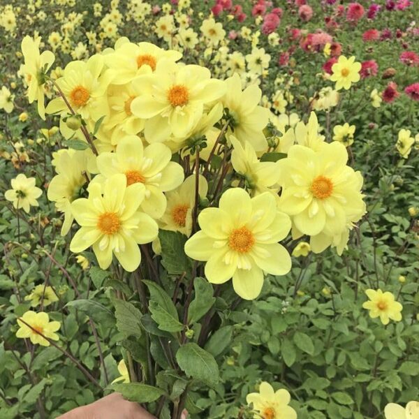 Votaniki Dahlia Collarette Kelsey Sunshine - Perennials, Dahlia 'Kelsey Sunshine' Tubers for Planting | Blooms Prolifically Summer to Frost, Easy to Grow