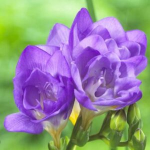 Votaniki Double Blue Freesia Bulbs - Long Lasting Blooms, Perennial Freesia Flower Bulbs for Gardening | Spring to Winter Blooming Freesia - Easy to Grow