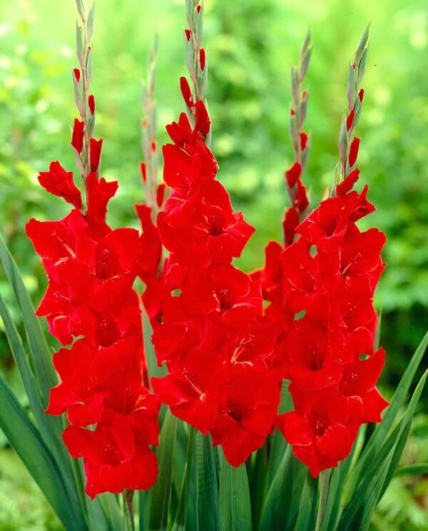 Votaniki Gladiolus Mix Bulbs - Perennial, Large Flowering Gladiolus Bulbs - Red, White, & Blue Gladiolus - Easy to Grow, Perfect for Cut