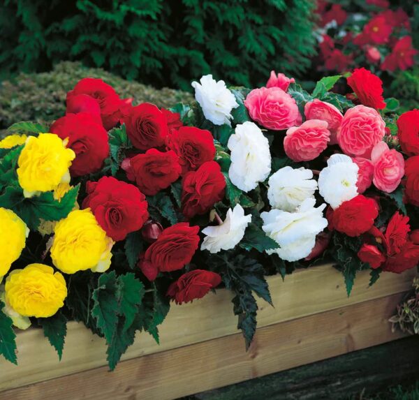 Votaniki Begonia Mix XL Bulbs - Vibrant Blooms for Indoor and Outdoor Gardens | Flowers Bloom in All Seasons Begonia Bulbs