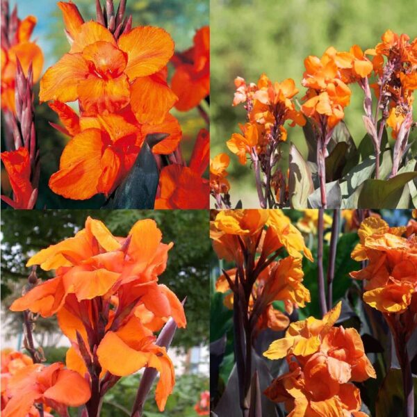 Votaniki Wyoming Canna Lily Bulbs for Planting - Perennial Lily, Long Lasting Bloom | Orange Flowering Canna Lily Bulbs - Easy to Grow, Perfect for Cut