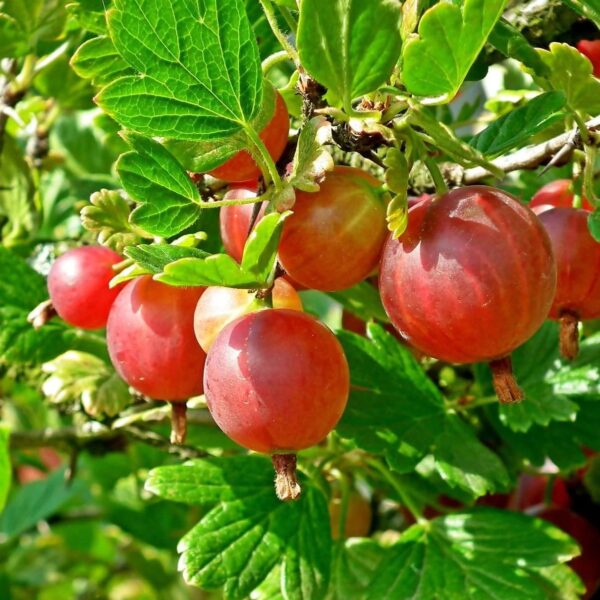 Votaniki Pixwell Gooseberry Bare Root - Perennial Fruit Plant, Gooseberry (Ribes 'Pixwell') Plant | High Yielding, Edible Plant, Easy to Grow