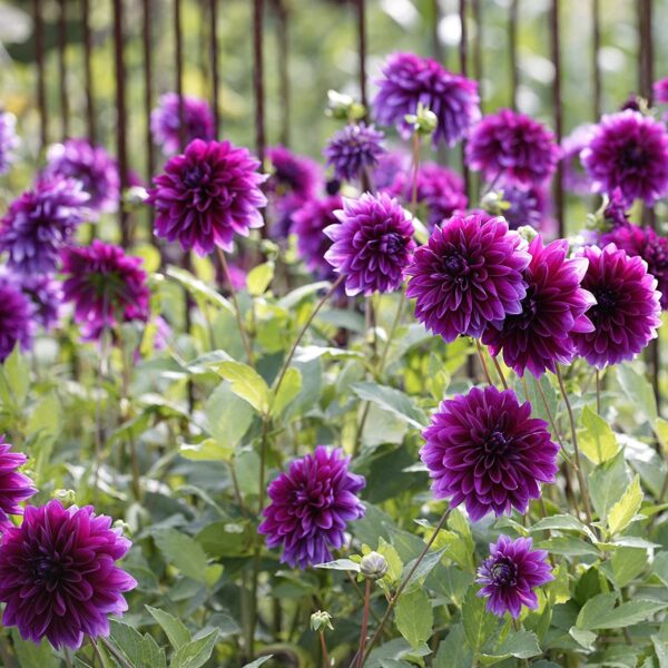 Votaniki Thomas Edison Dahlia Bulbs | Perennial, Large Blooms, Dahlia Flowering Bulbs for Planting - Huge Purple Blooms - Easy to Grow, Perfect for Cut