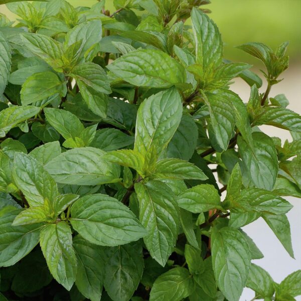 Votaniki Chocolate Mint Plant - Mentha Piperita CV ‘Chocolate Mint’ Live Plant | Fragrant Plant, Perfect for Growing in Containers - Easy to Grow