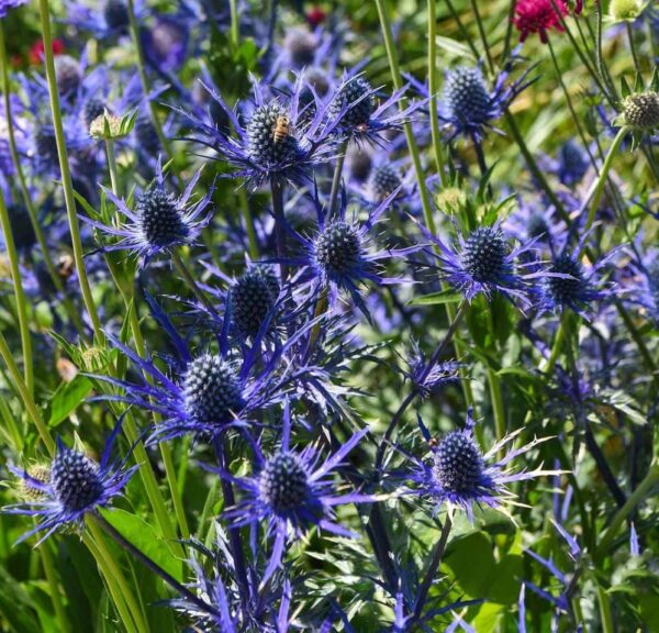 Votaniki Blue Sea Holly Large Root Start - Attracting Butterflies, Perennials Blue Sea Holly Eryngium Flower | Dramatic Cones of Tiny Blue Flowers - Perfect for Cut, Easy to Grow