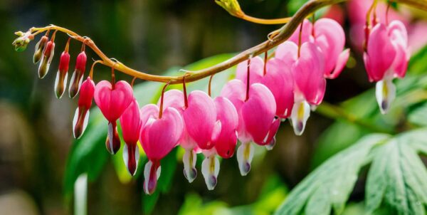 Votaniki Bleeding Hearts Flower Bulbs - Dicentra Spectabilis Bulbs for Planting | Heart-Shaped Blooms, Perennial Flower - Easy to Grow and Low Maintenance