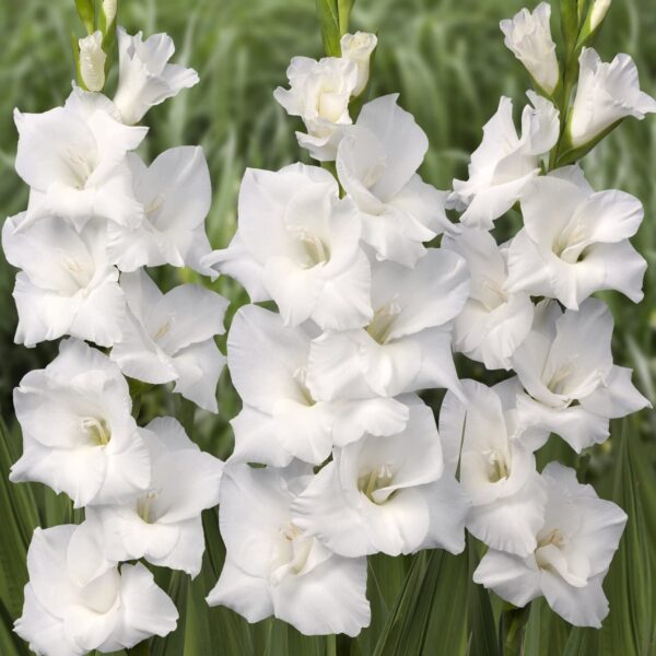 Votaniki Snowdon Gladiolus Bulbs - Large Flower, Versatile, Perennial Gladiolus Bulbs for Planting - Low Maintance & Easy to Grow