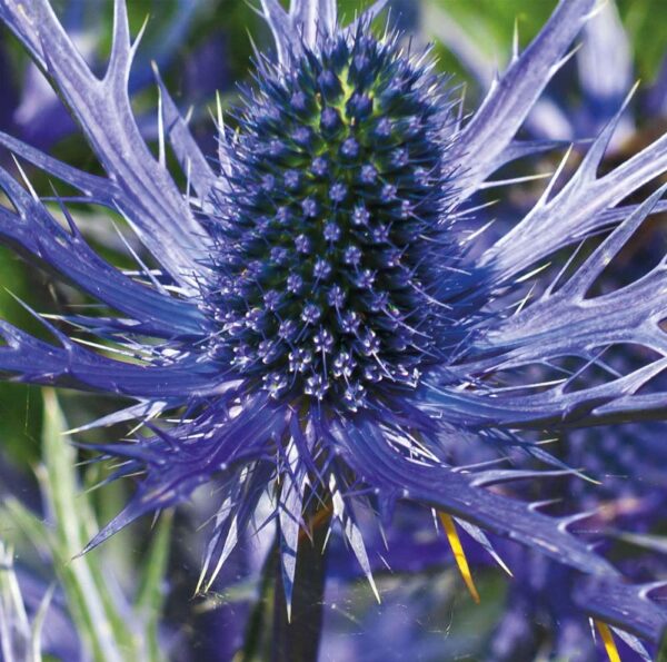 Votaniki Blue Sea Holly Large Root Start - Attracting Butterflies, Perennials Blue Sea Holly Eryngium Flower | Dramatic Cones of Tiny Blue Flowers - Perfect for Cut, Easy to Grow