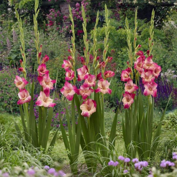 Votaniki Apricot Bubble Gum Gladiolus Bulbs - Perennial & Large Flowered Gladiolus 'Apricot Bubblegum' | Summer Flowering Bulbs, Easy to Grow