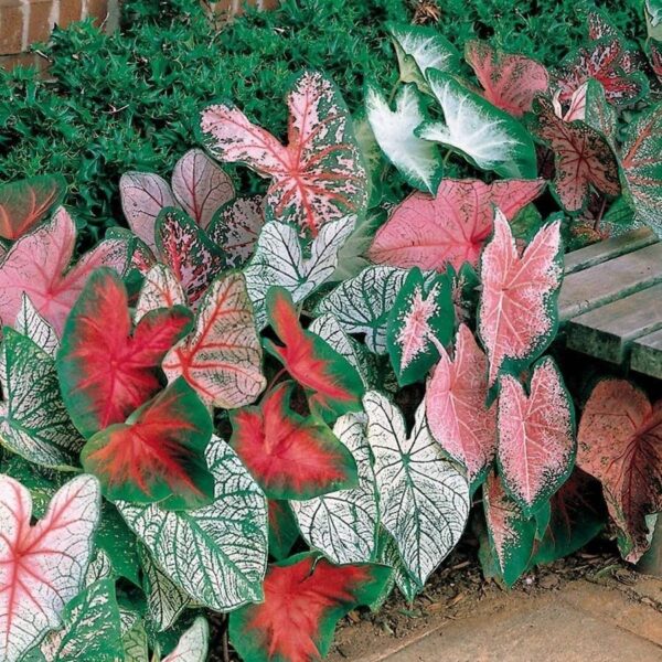 Votaniki Caladium Bulbs for Planting - Perennial, Fancy Leaf Mixed Caladium Bulbs for Planting - Elephant Ears Bulbs for Planting Indoor or Outdoors