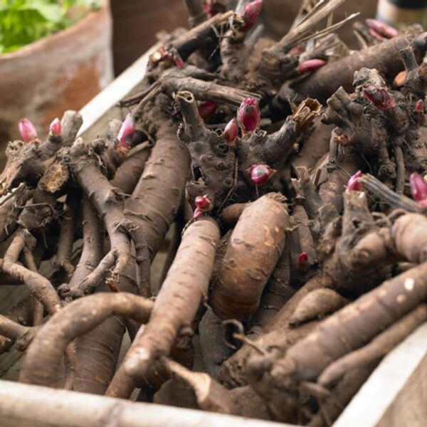 Votaniki Felix Crousse Peony Roots for Planting - Perennial & Fragrant Flowering Plant | Paeonia Lactiflora ‘Felix Crousse’ (Peony) - Easy to Grow