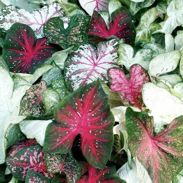 Votaniki Caladium Sun Tolerant Mix Bulbs - Perennial & Spectacular Hybrids Caladium | Easy to Grow, Colorful Mix Caladium Bulbs