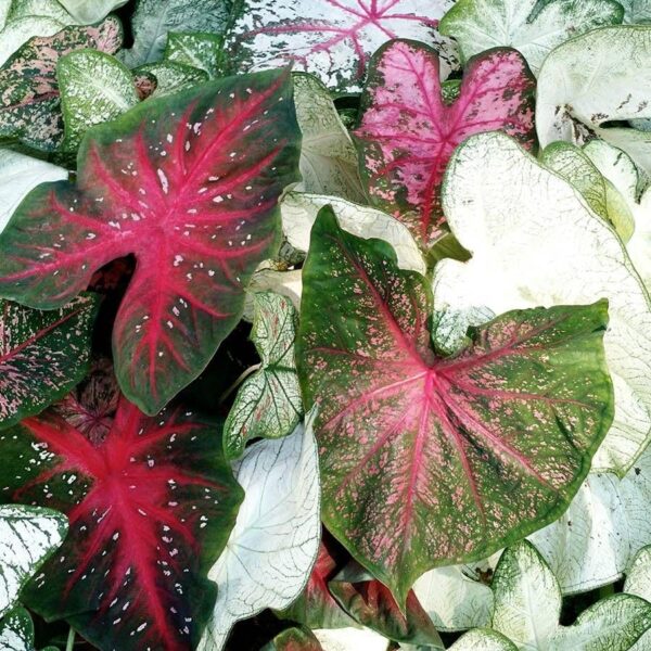 Votaniki Caladium Sun Tolerant Mix Bulbs - Perennial & Spectacular Hybrids Caladium | Easy to Grow, Colorful Mix Caladium Bulbs