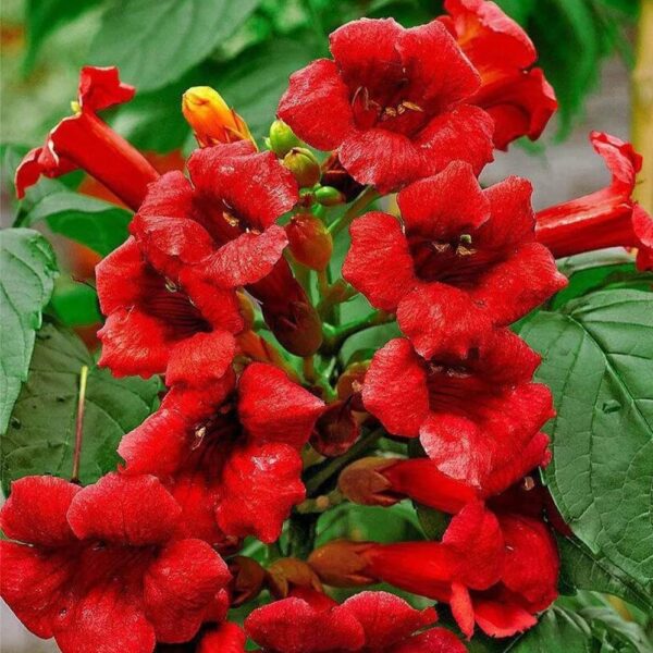 Votaniki Hummingbird Trumpet Vine - Perennial Flower, Quart Pot Root Start - Red Trumpet Flower Vine - Hardy and Drought, Easy to Grow