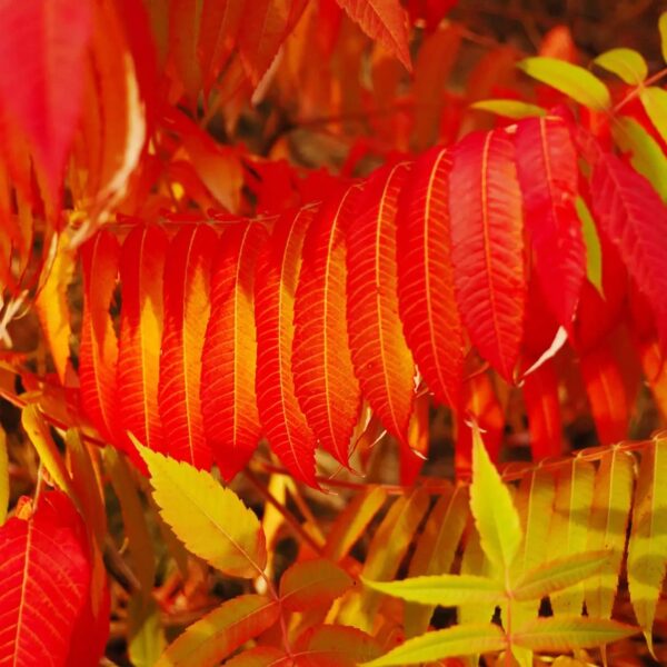 Votaniki Staghorn Sumac 2-3 Ft Plant - Vibrant Fruits and Wildlife Attraction, Rhus Typhina | Hardy and Low-Maintenance Plant