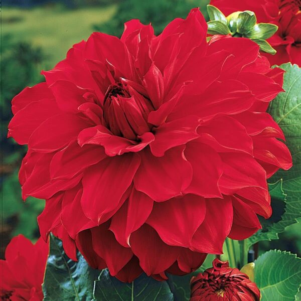 Votaniki Giant Dinnerplate Dahlia The Big Wow - Double Flowers, Dahlia 'The Big Wow' | Dahlia Tubers for Planting - Summer Blooming Perennials, Easy to Grow