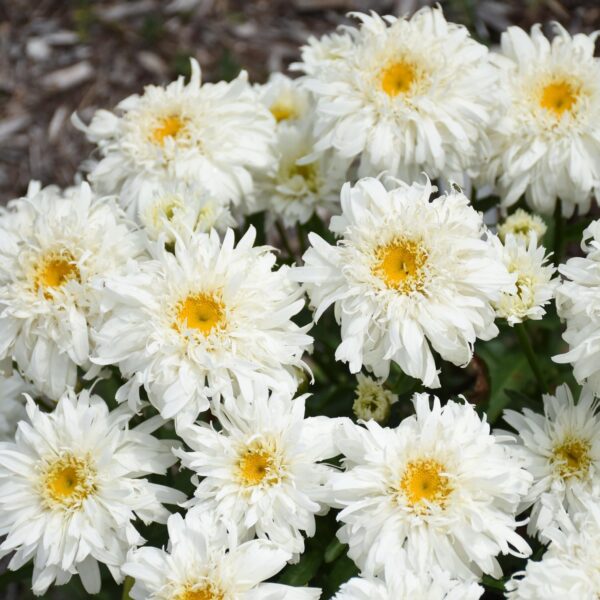 Votaniki 'Marshmallow' Shasta Daisy (Leucanthemum) - Perennials, White Shasta Daisy Plants 2 Inch Pot | Summer Flowers, Easy to Grow & Low Maintenance