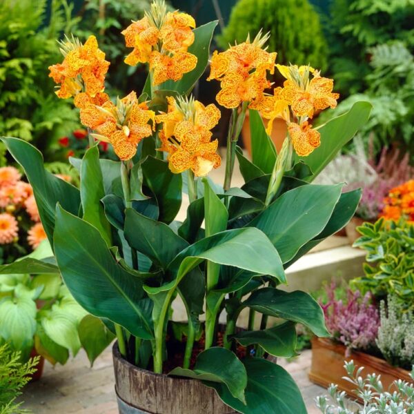 Votaniki Picasso Canna Bulbs - Long Lasting Blooms, Perennial Canna Lily Flower Bulbs for Planting - Easy to Grow and Low Maintenance Canna Plants