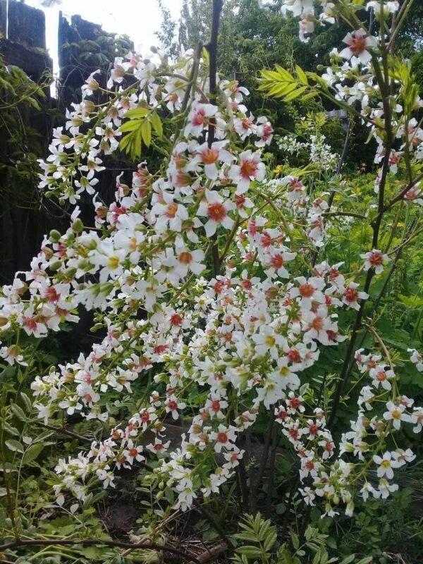 Votaniki Shiny Leaf Yellowhorn Seeds - Perennial Chinese Flowering Chestnut, Shiny Leaf Yellow Horn (Xanthoceras Sorbifolium) | Easy to Grow