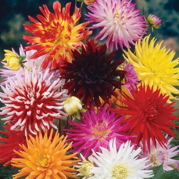 Votaniki Decasplit Cactus Dahlia Mix Tubers - Perennial, Showy Flowers, Long Lasting Blooms | (Dahlia Cactus 'Mix') Dahlia Tubers, Easy to Grow