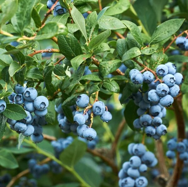 O'Neal Blueberry Bush 1 Gallon Plant 2 Year Old - Perennial, High Yielding, Blueberry Live Plant - Perfect Addition to Fruit Garden - Easy to Grow