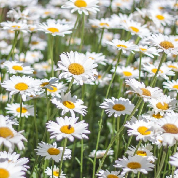 Votaniki Shasta Daisy Bulbs - Herbaceous Perennial, Large & White Flowers, Leucanthemum X Superbum (Shasta Daisy) | Summer Flowers, Easy to Grow