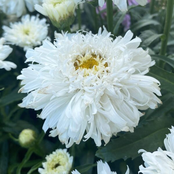 Votaniki 'Marshmallow' Shasta Daisy (Leucanthemum) - Perennials, White Shasta Daisy Plants 2 Inch Pot | Summer Flowers, Easy to Grow & Low Maintenance